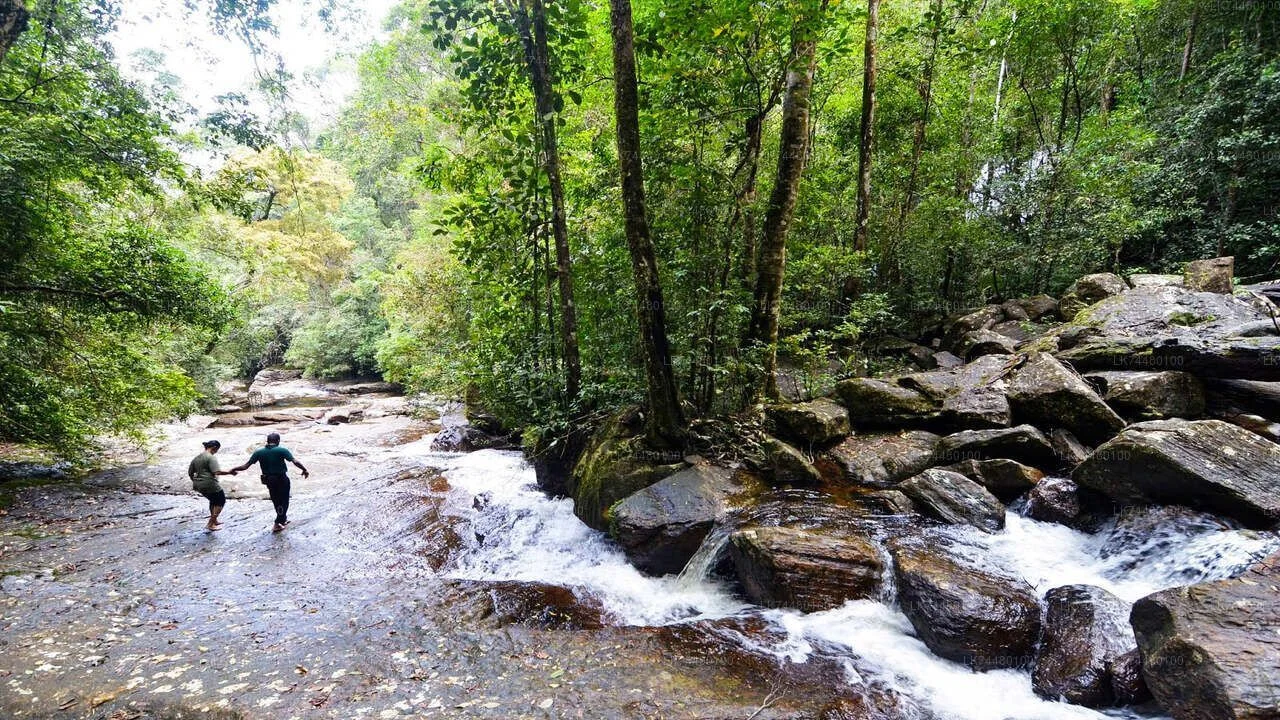 Luxury Hotel in Sinharaja - Full-Day Ultimate Rainforest Adventure